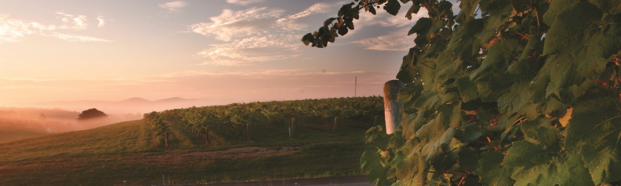 Shenendoah Valley Winery - Grapevine
