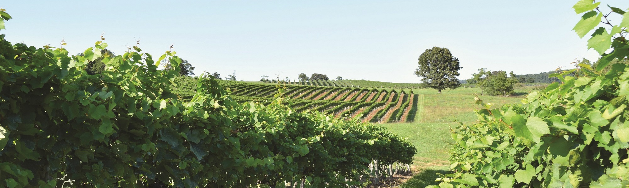 Shenendoah Valley Winery - Vineyard 2
