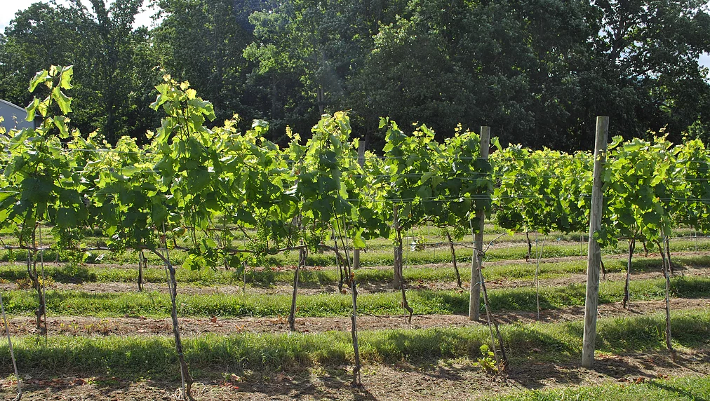 HuntsVineyard Shenandoah Valley Wine Trail